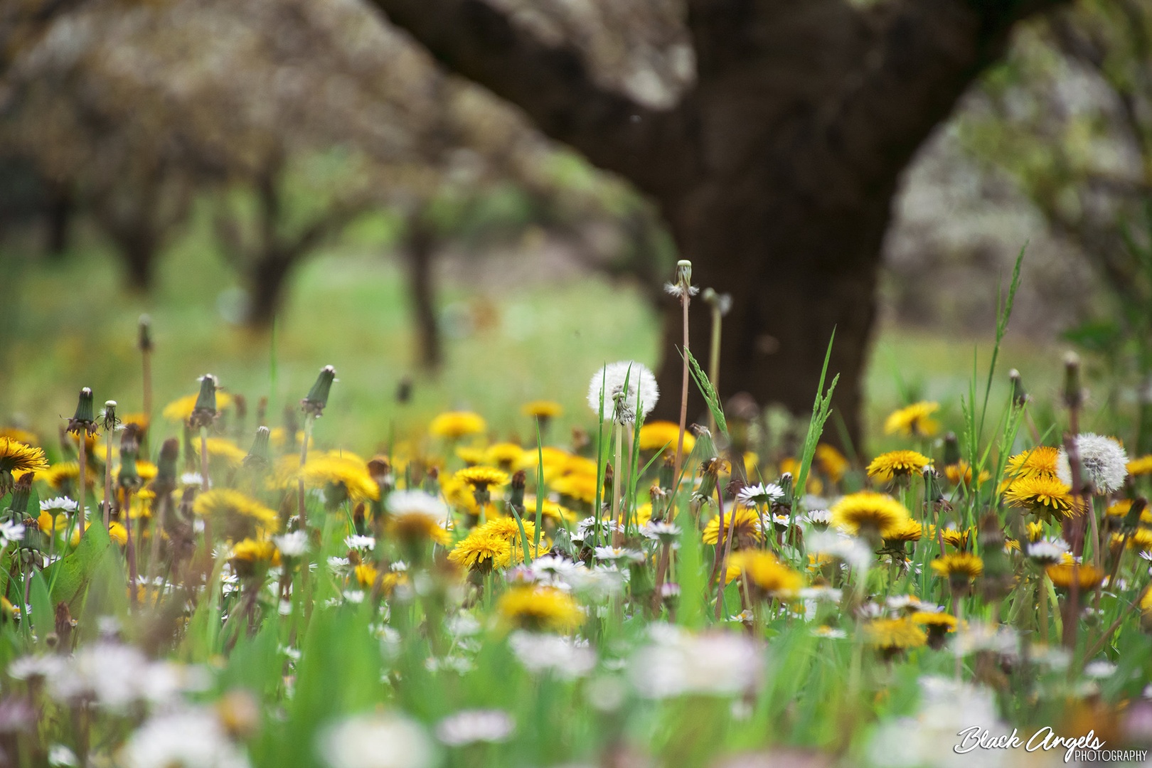 Wild Flowers by Sandra Ahcin
