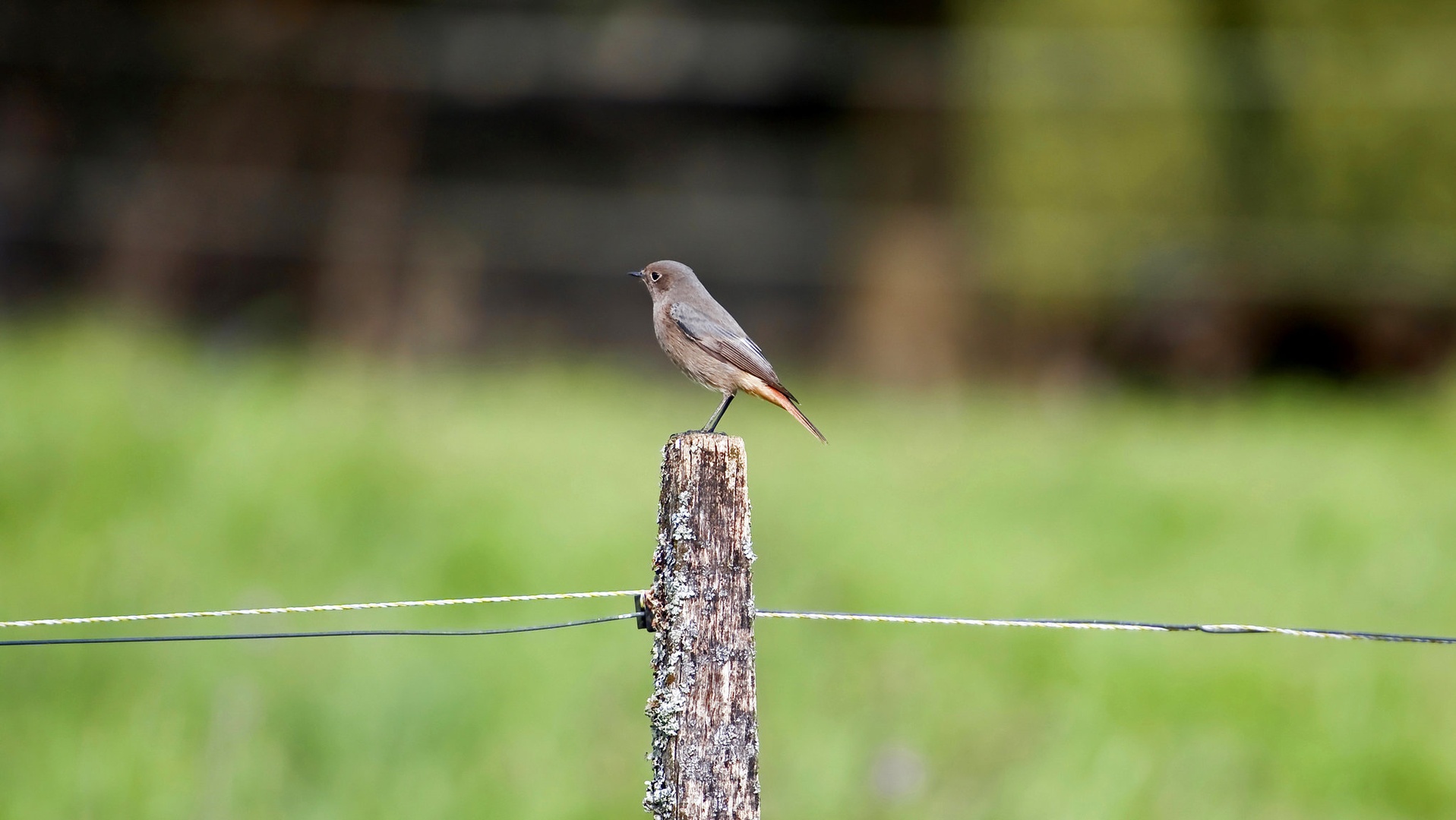 B & B (Birds & Bokeh) by Marko Predovič