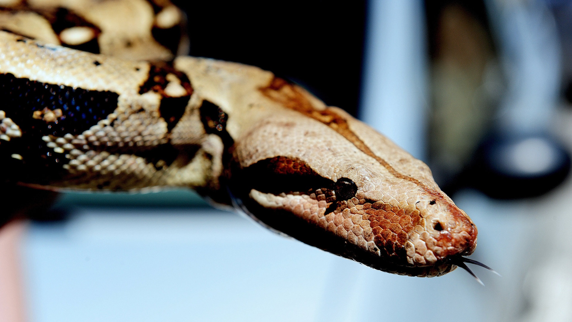 BOA by Marko Predovič