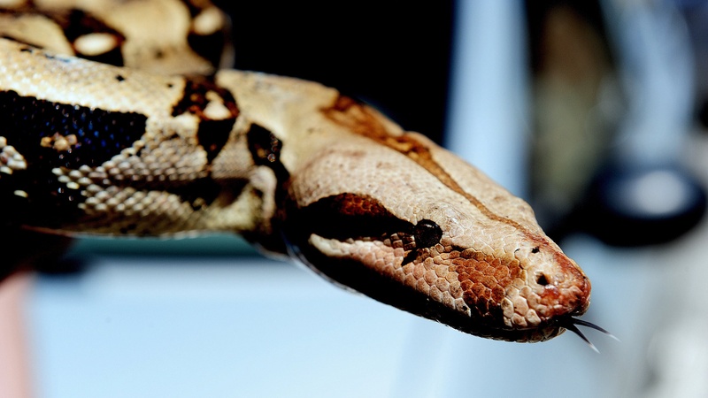 BOA by Marko Predovič