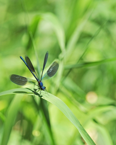 Bokeh naj bo... by Marko Predovič
