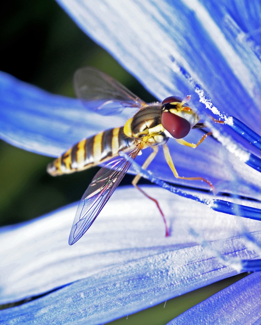 Pri zajtrku (reverse lens macro) by Marko Predovič