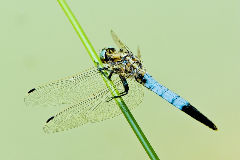 Nature made perfection by Marko Predovič