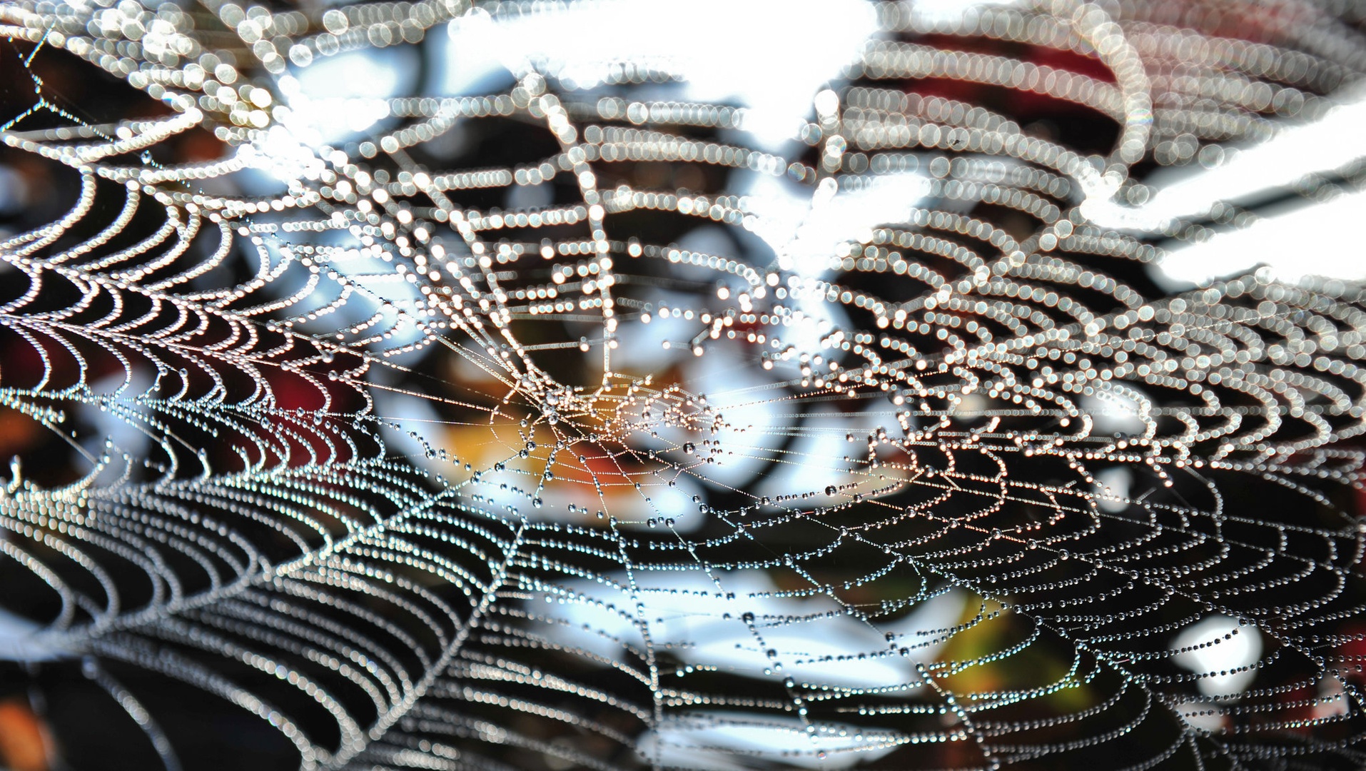 Autumn Pearls by Marko Predovič