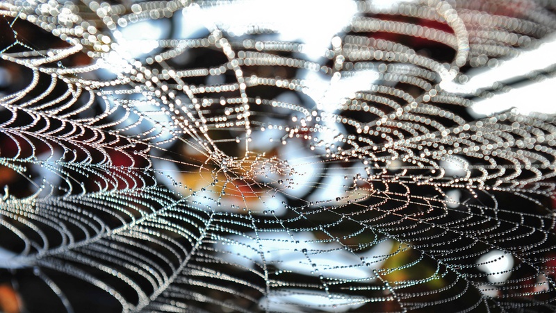 Autumn Pearls by Marko Predovič