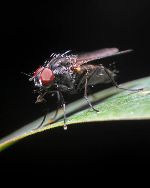 Macro Beast by Marko Predovič