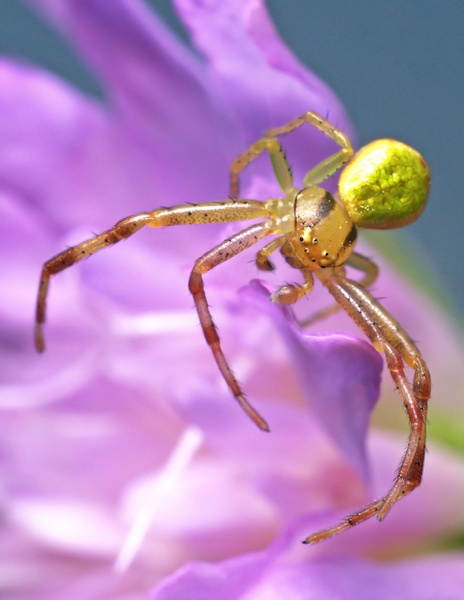 "The Champion" of macro environment by Marko Predovič