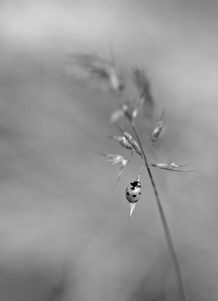 Ladybug and incoming storm (that why W&B) by Marko Predovič