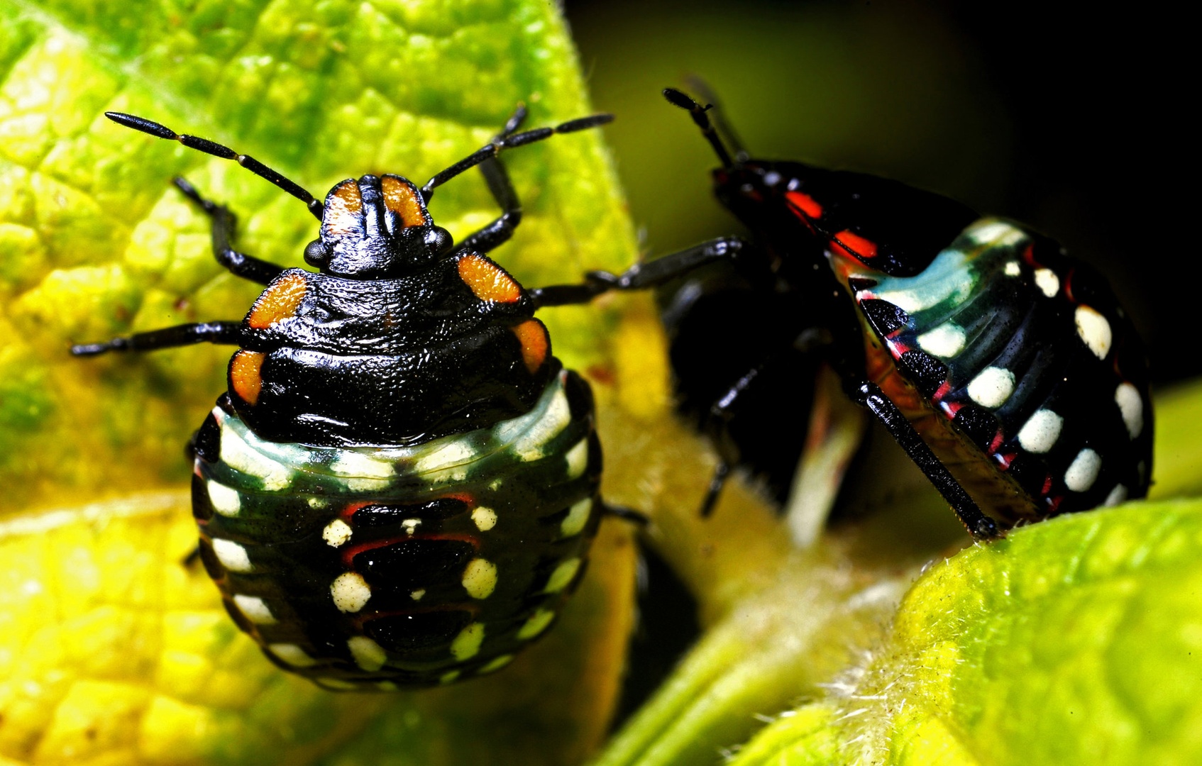 Macro World Friendship by Marko Predovič