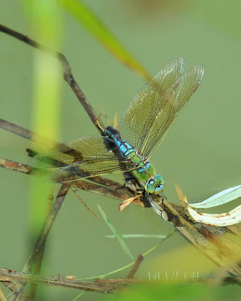 Kačji Pastir / DragonFly by Marko Predovič