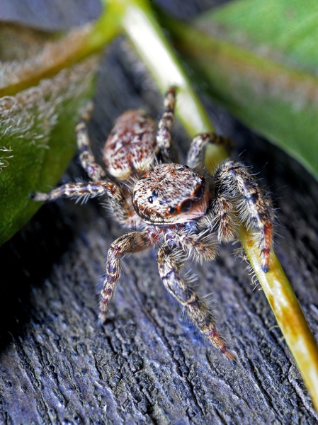 Macro/Makro (reverse lens macro) by Marko Predovič
