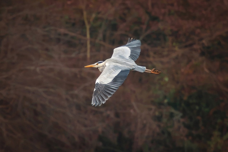 Siva čaplja (Ardea cinerea) by Marko Predovič