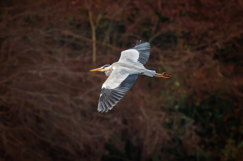 Siva čaplja (Ardea cinerea) #2 by Marko Predovič