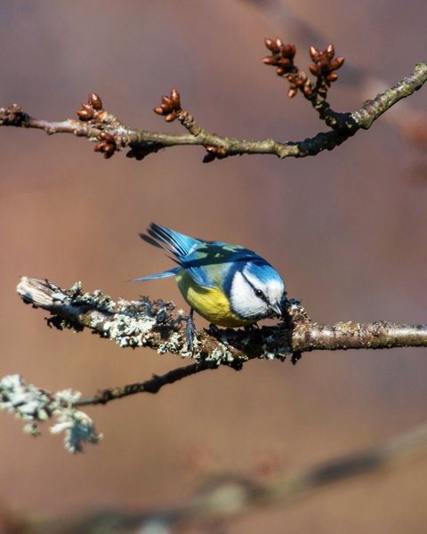Plavček (Cyanistes caeruleus) by Marko Predovič