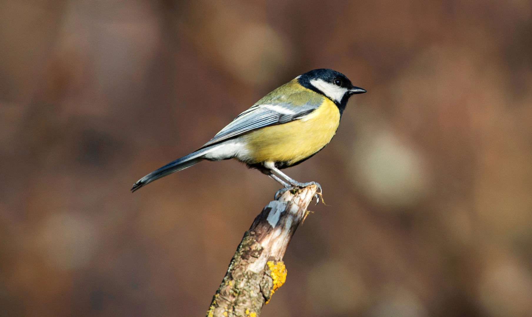 Velika sinička (Parus major) by Marko Predovič