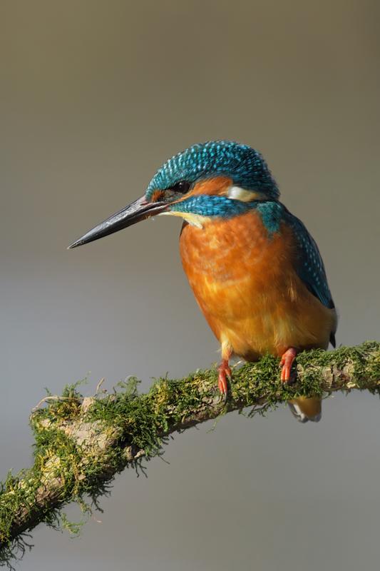 Vodomec (Alcedo atthis) by Marko Predovič