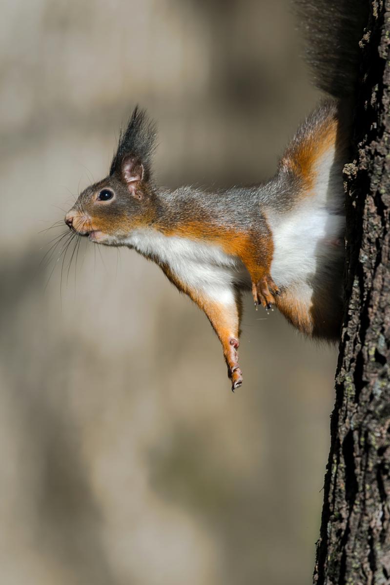 Navadna veverica (Sciurus vulgaris) by Marko Predovič