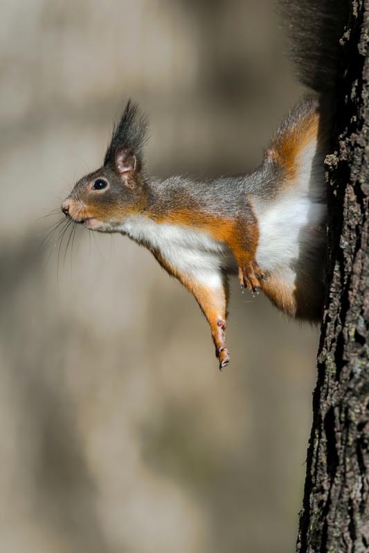 Navadna veverica (Sciurus vulgaris) by Marko Predovič