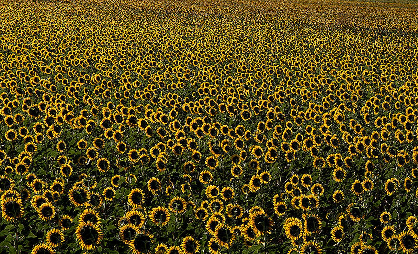 Sončnice by