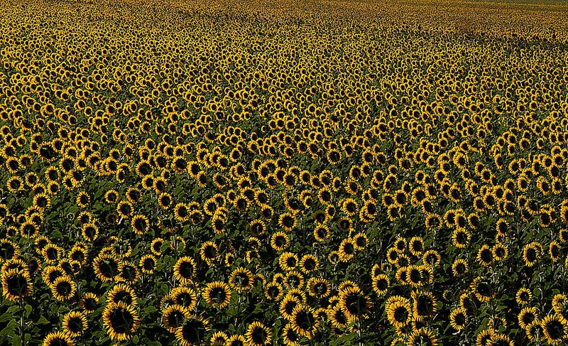 Sončnice by miki