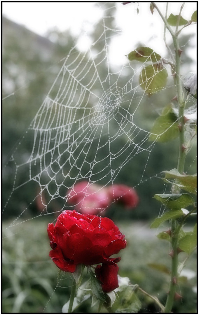 Forgotten Love by