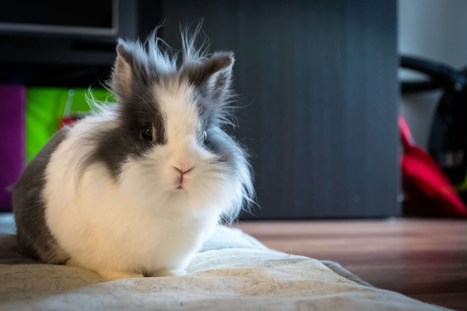 Matilda the bunny by Toni Glavina