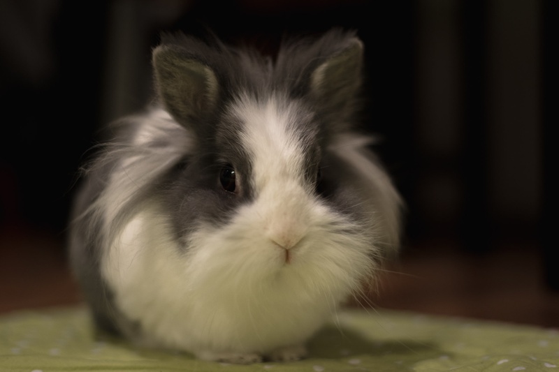 Matilda the bunny by Toni Glavina
