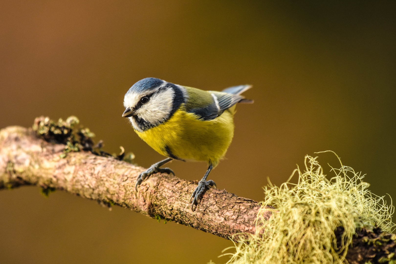 Plavček (Cyanistes caeruleus) by Bine Mekina