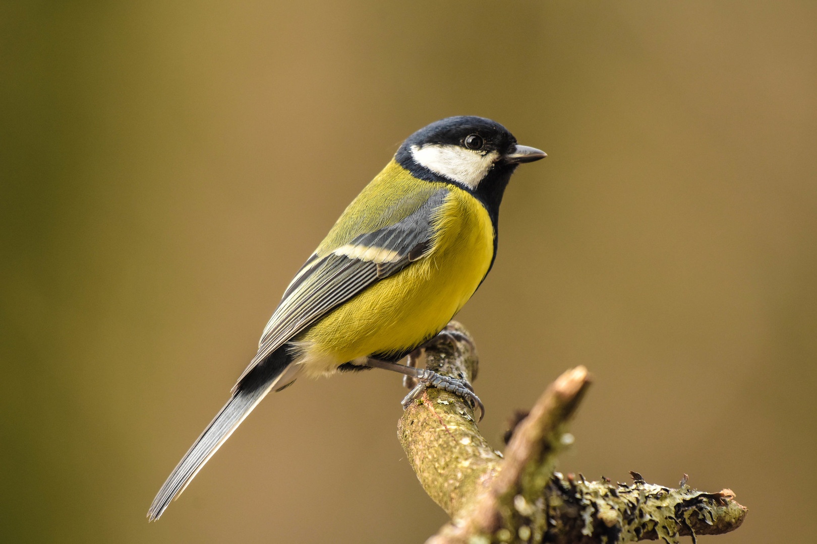 Velika sinica (Parus major) by Bine Mekina