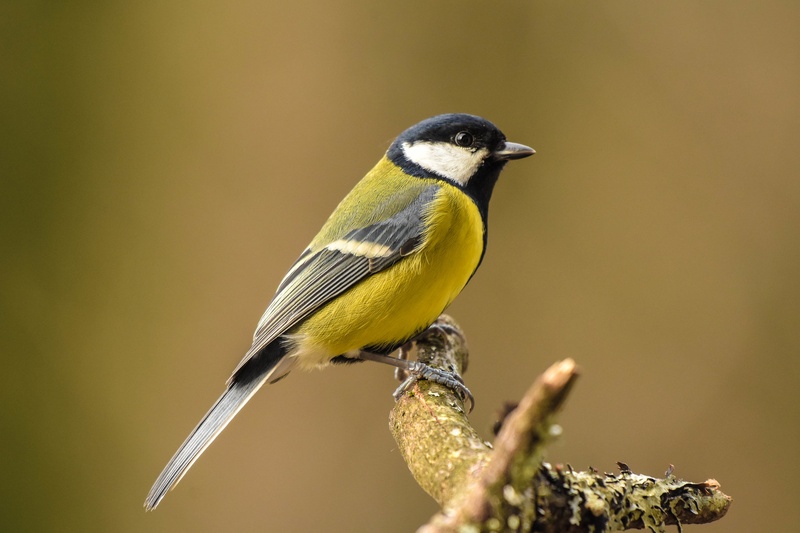 Velika sinica (Parus major) by Bine Mekina