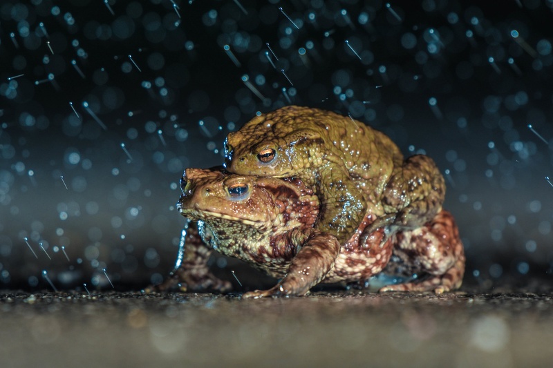 Krote by Bine Mekina