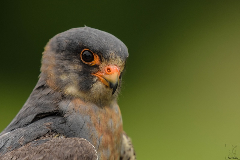 Rdečenoga postovka (Falco vespertinus) by Bine Mekina