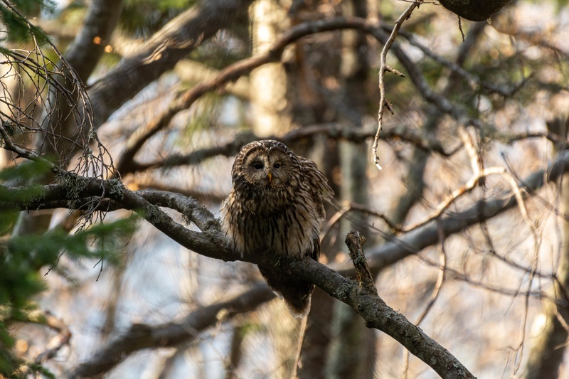 Kozača (Strix uralensis) by Bine Mekina