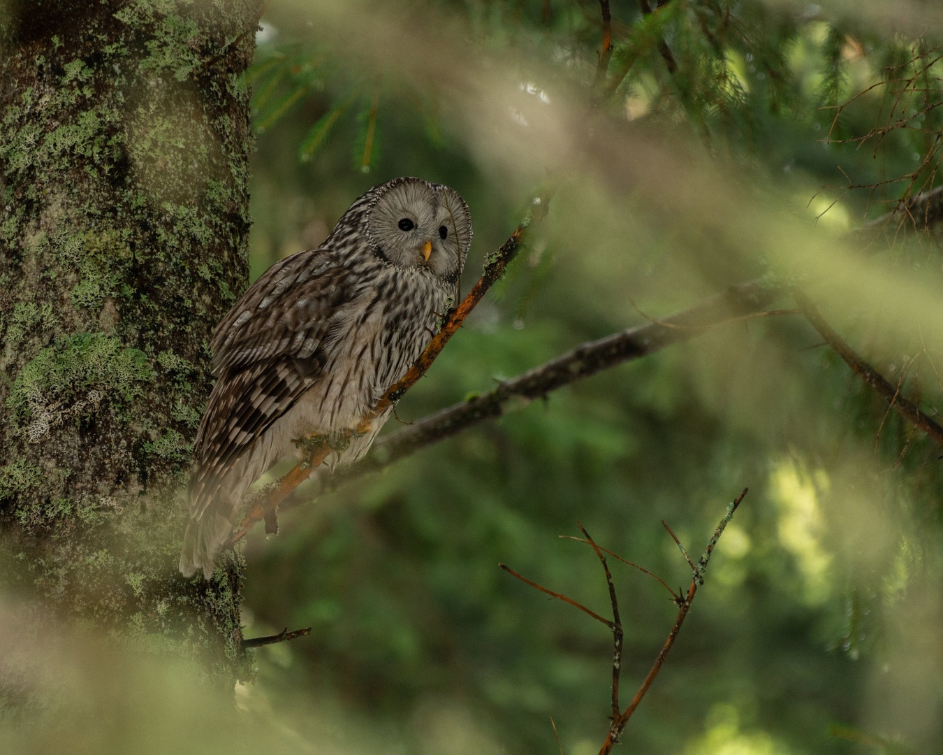 Kozača (Strix uralensis) by Bine Mekina