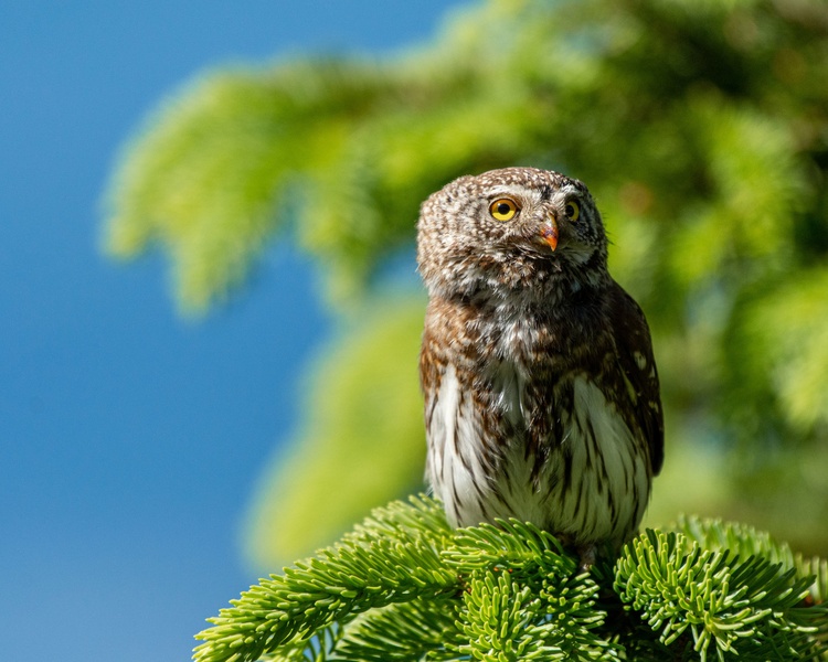 Mali skovik (Glaucidium passerinum) by Bine Mekina