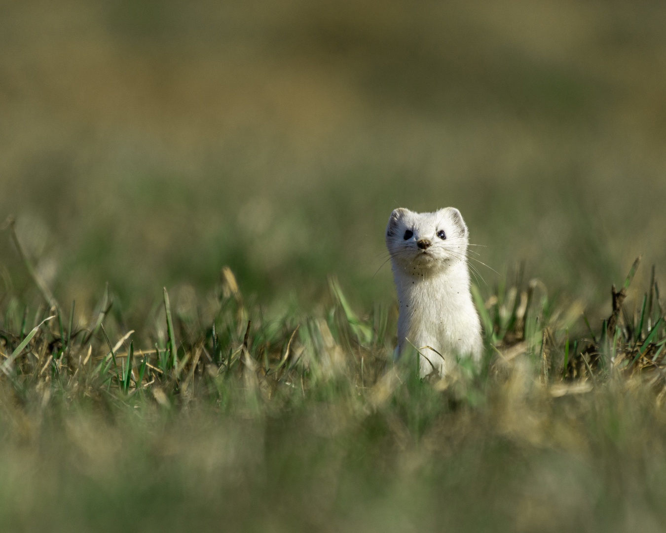 Hermelin by Bine Mekina