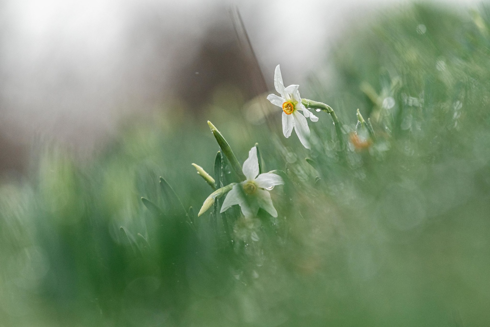 Narcise z golice by Bine Mekina