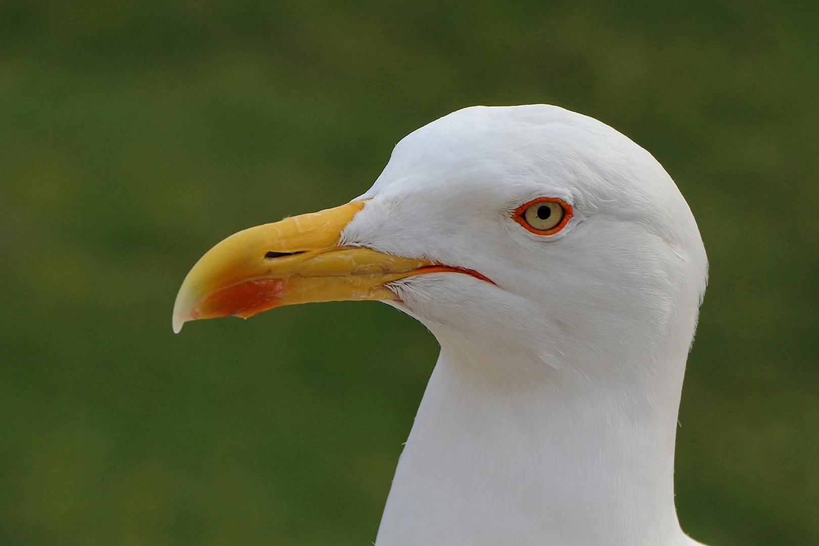 Galeb by Rudi Jereb