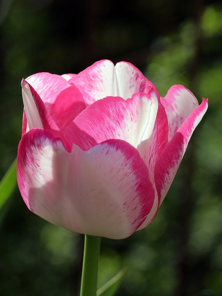 Tulipan by Rudi Jereb