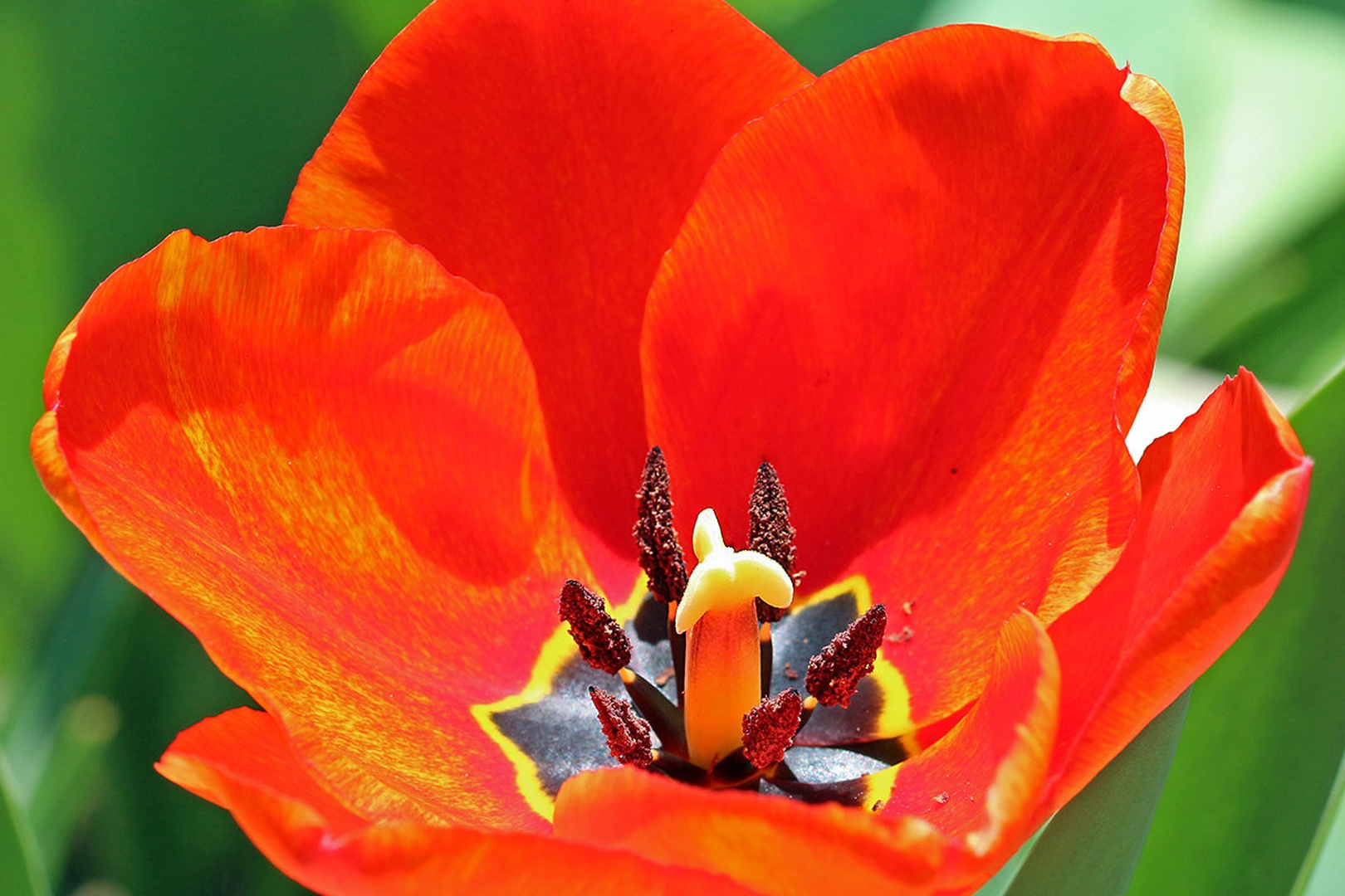 Tulipan by Rudi Jereb
