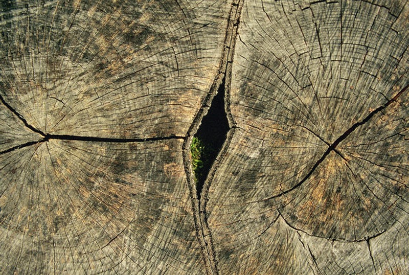 dvojčka by vogelnik