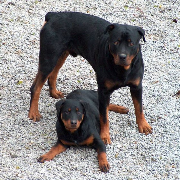 Zeus and Miša by glavic