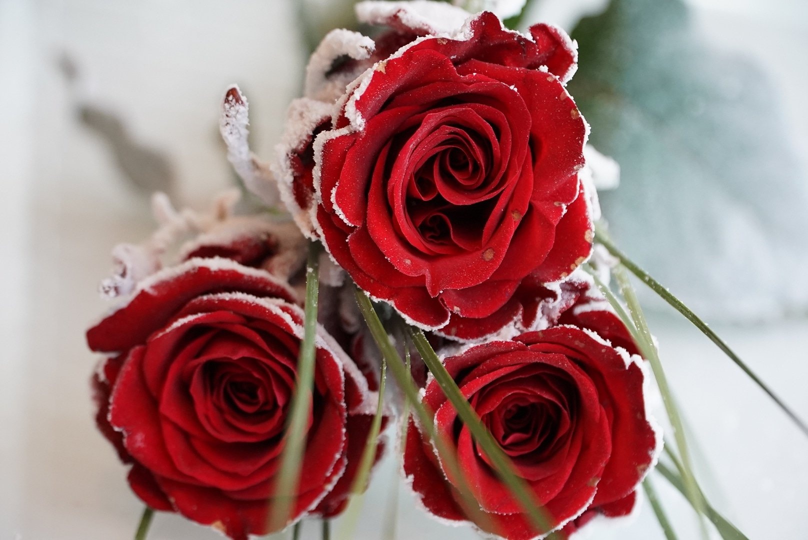 Winter roses. by Martina Bizjak