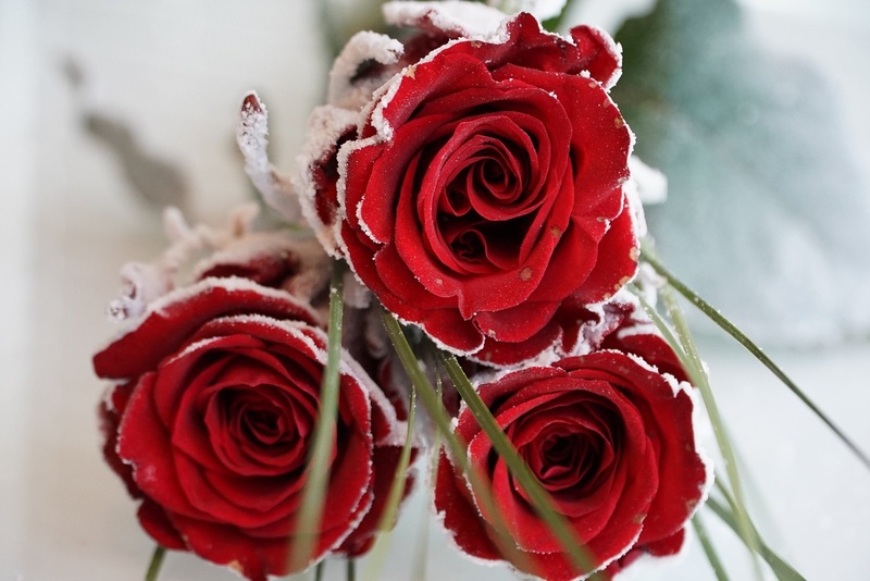 Winter roses. by Martina Bizjak