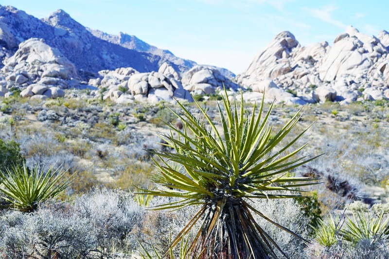 Mojave desert by Martina Bizjak