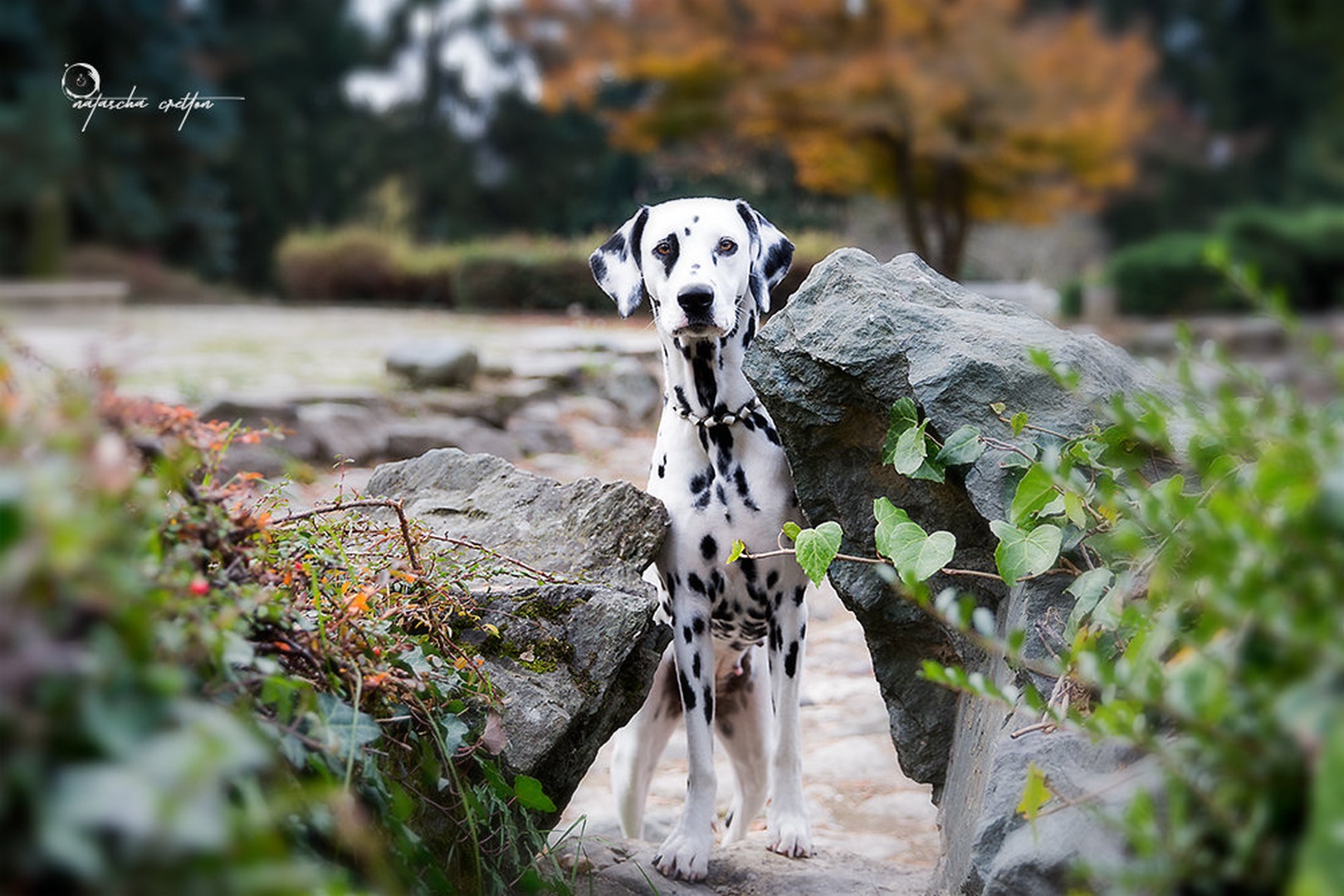 citypark dog... by Natascha Cretton