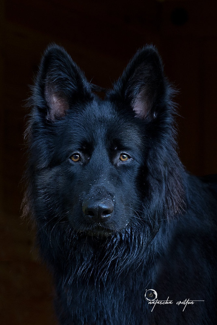 The protector by Natascha Cretton