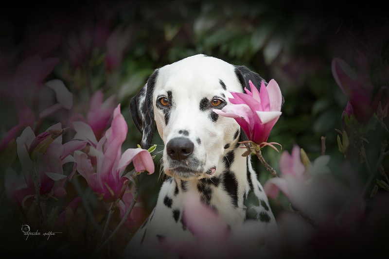 sweet Alina by Natascha Cretton