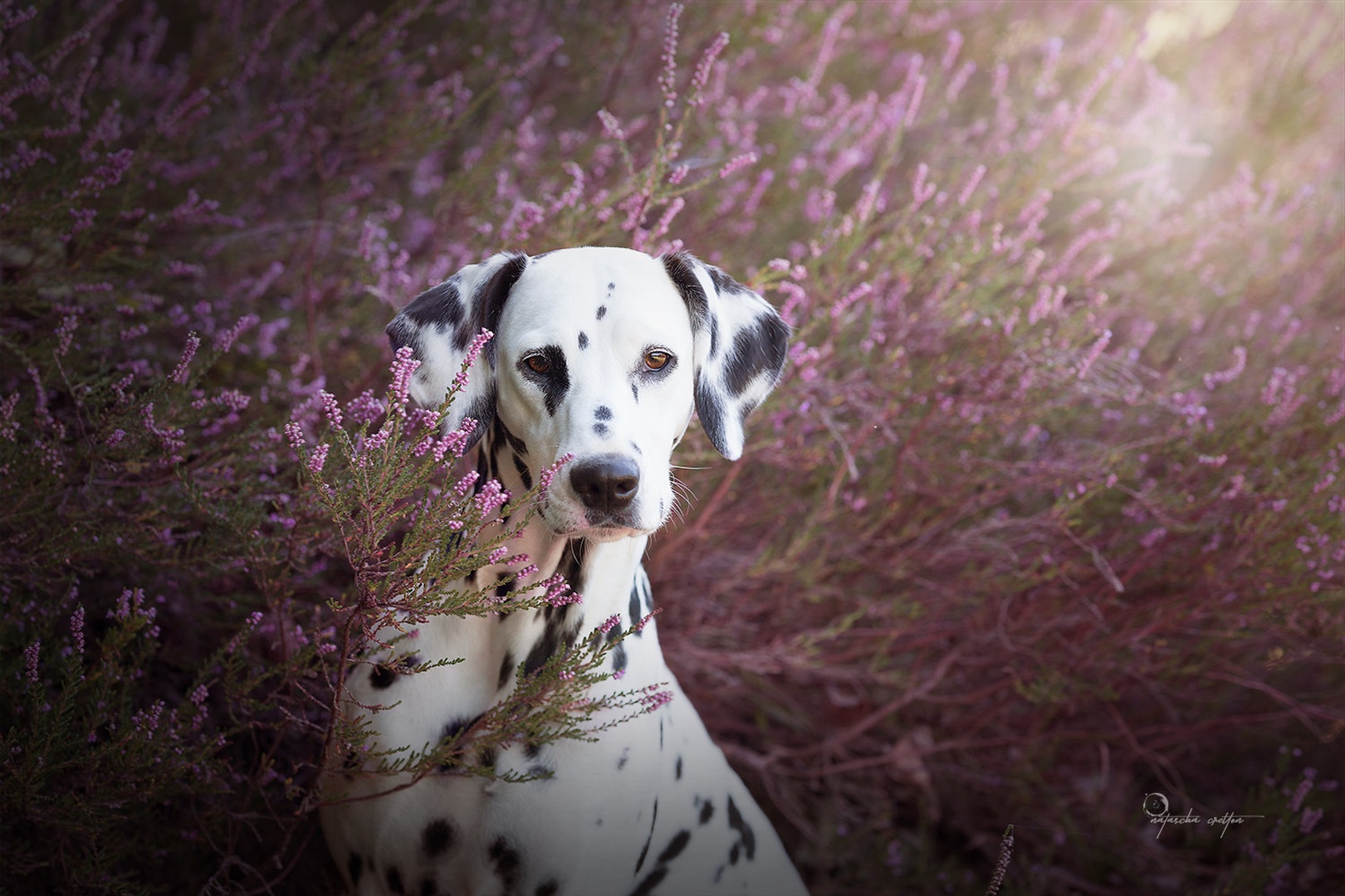 Lily by Natascha Cretton