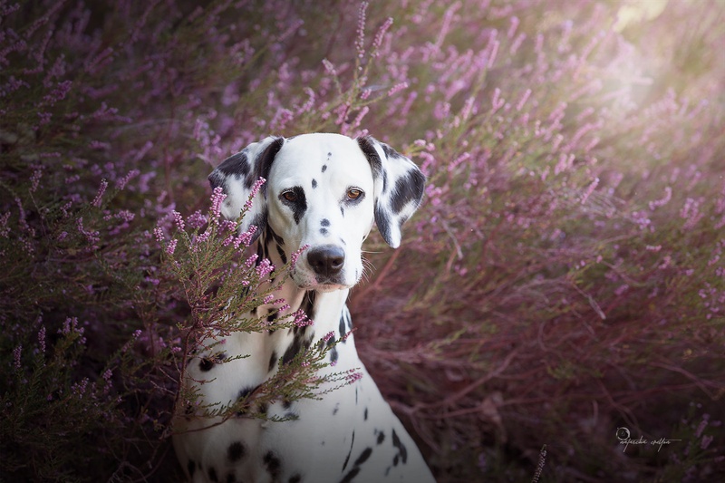 Lily by Natascha Cretton